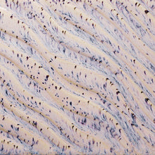 โหลดรูปภาพลงในเครื่องมือใช้ดูของ Gallery น้ำเคลือบ Amaco Potter's Choice Flux สี PCF-16 Aurora Breeze