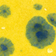 Load image into Gallery viewer, น้ำเคลือบ Crystaltex Amaco สี CTL-61 Buttercup