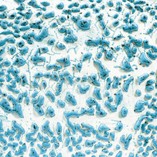 Load image into Gallery viewer, AMACO Crawls CR-22 Speckled Teal
