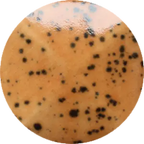 CST-SC077H-250ml Chrysanthos Speckled Cafe Color H "Mocha"