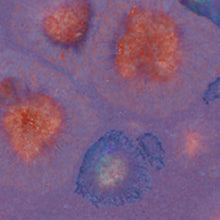 โหลดรูปภาพลงในเครื่องมือใช้ดูของ Gallery น้ำเคลือบ Crystaltex Amaco สี CTL-71 Purple Blaze
